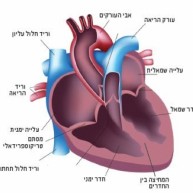 סיבות – אי ספיקת לב ימנית