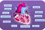 מבנה הלב